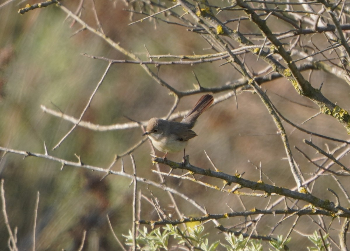 Pembe Göğüslü Ötleğen - ML647071845