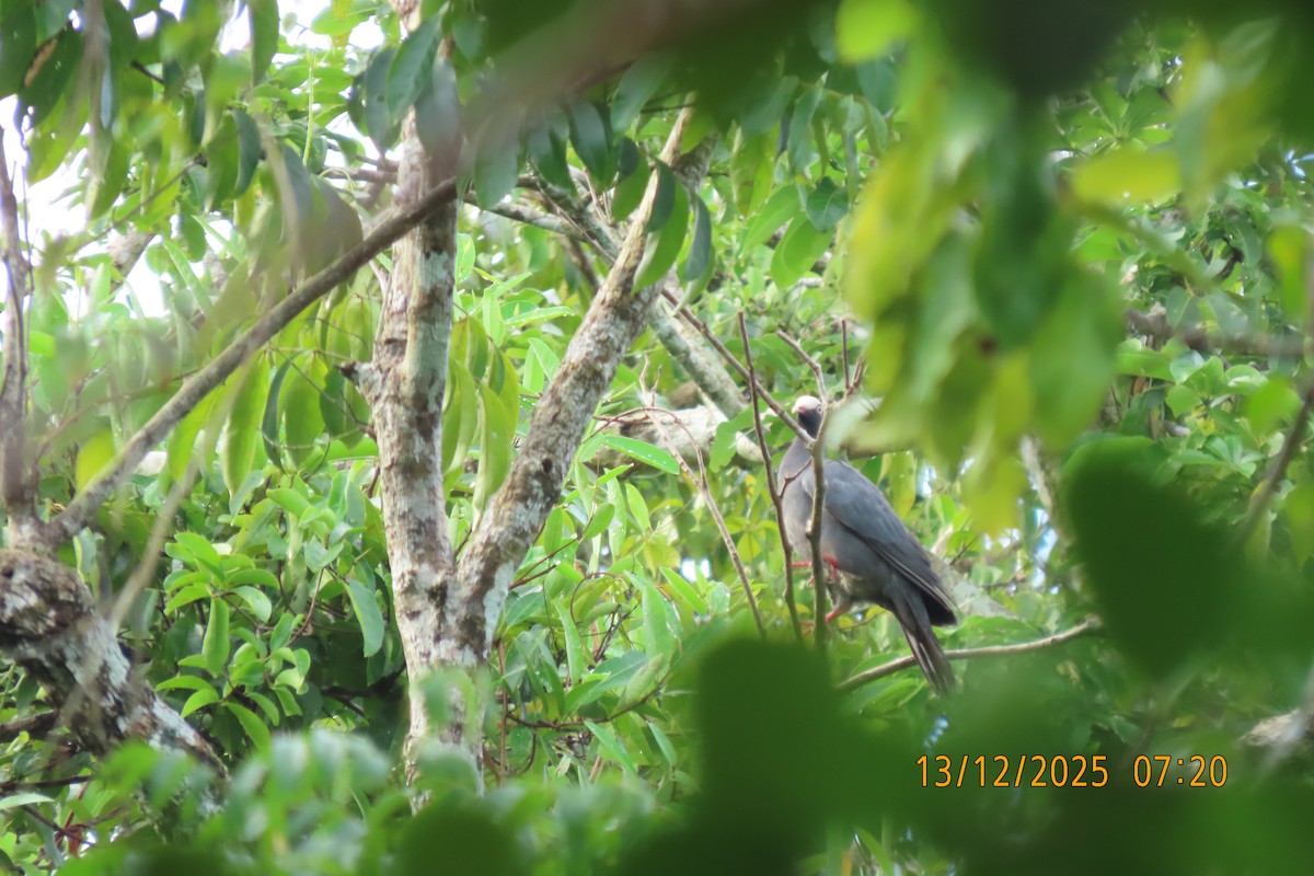 White-crowned Pigeon - ML647071846