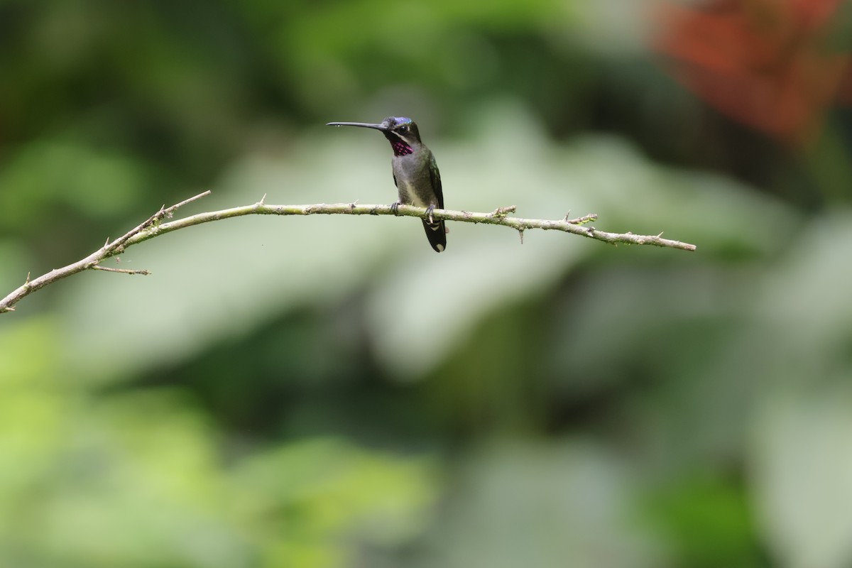 Uzun Gagalı Yıldızlıgerdan - ML647071850