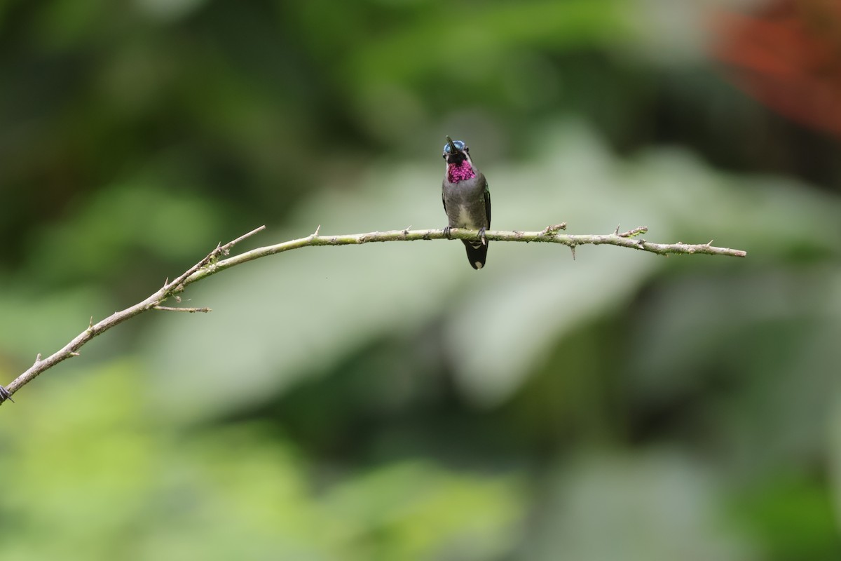 Uzun Gagalı Yıldızlıgerdan - ML647071852