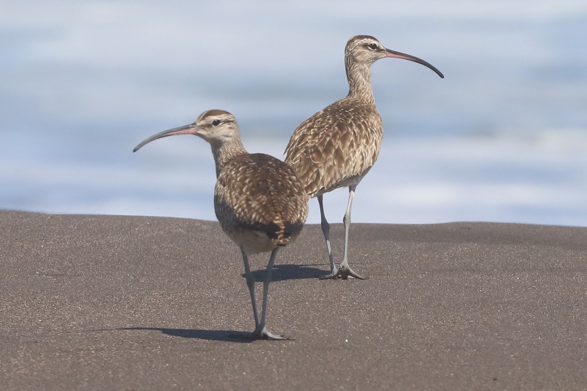 Amerika Sürmeli Kervançulluğu - ML647071853