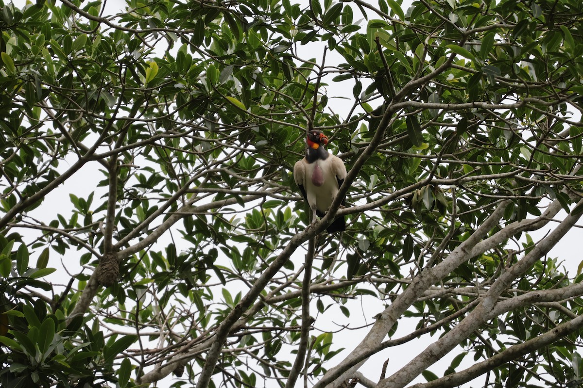 Kral Akbaba - ML647071855