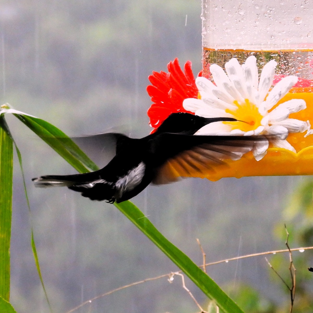 Kara Yakalı Kolibri - ML647071856