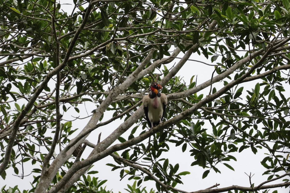 Kral Akbaba - ML647071857