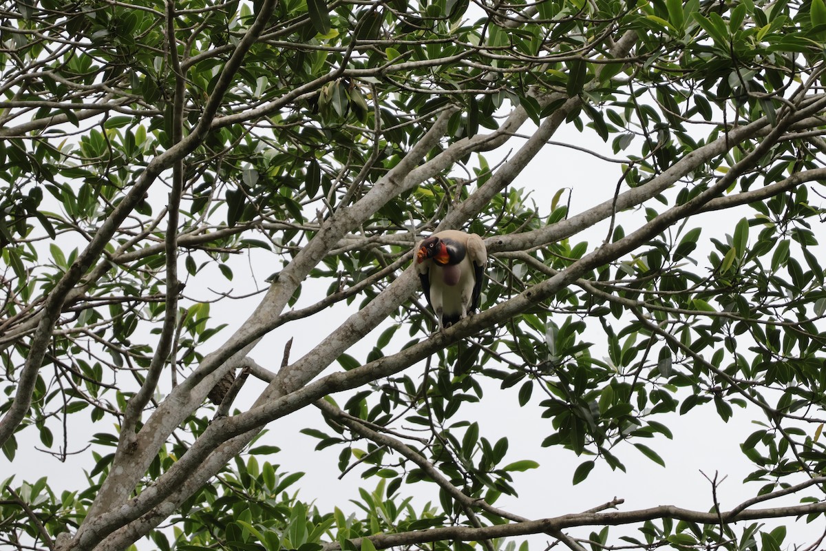 Kral Akbaba - ML647071858