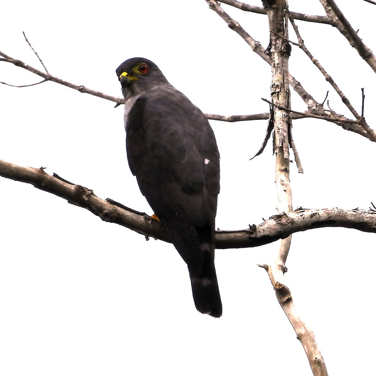 Al Paçalı Çaylak - ML647071859