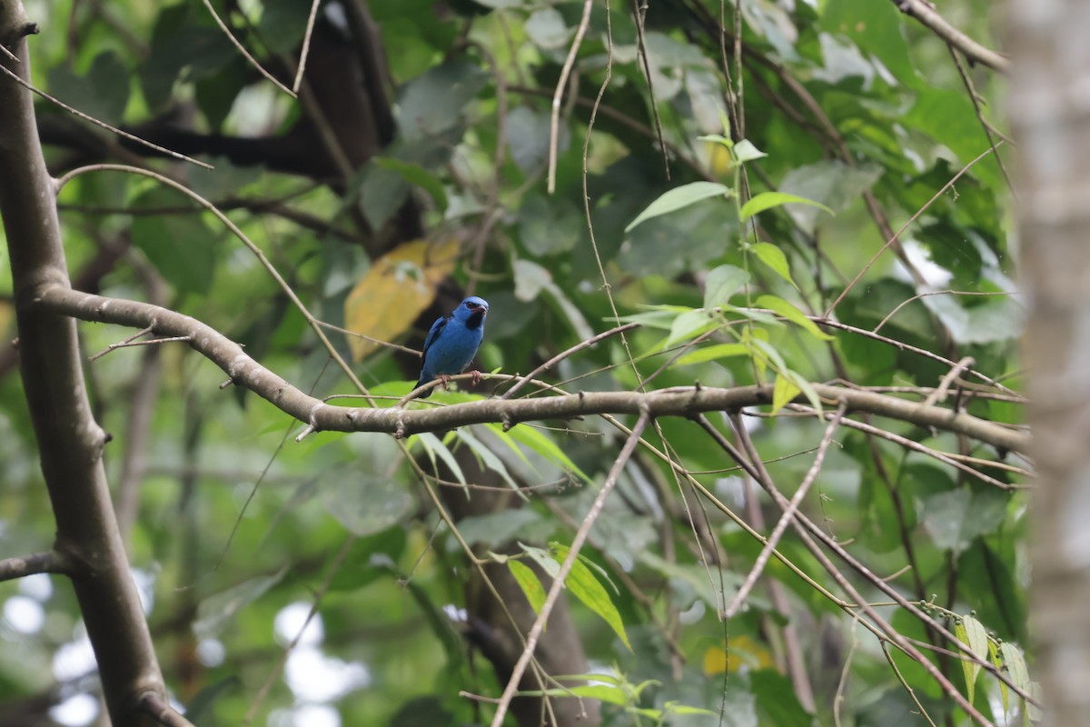 Mavi Daknis - ML647071860