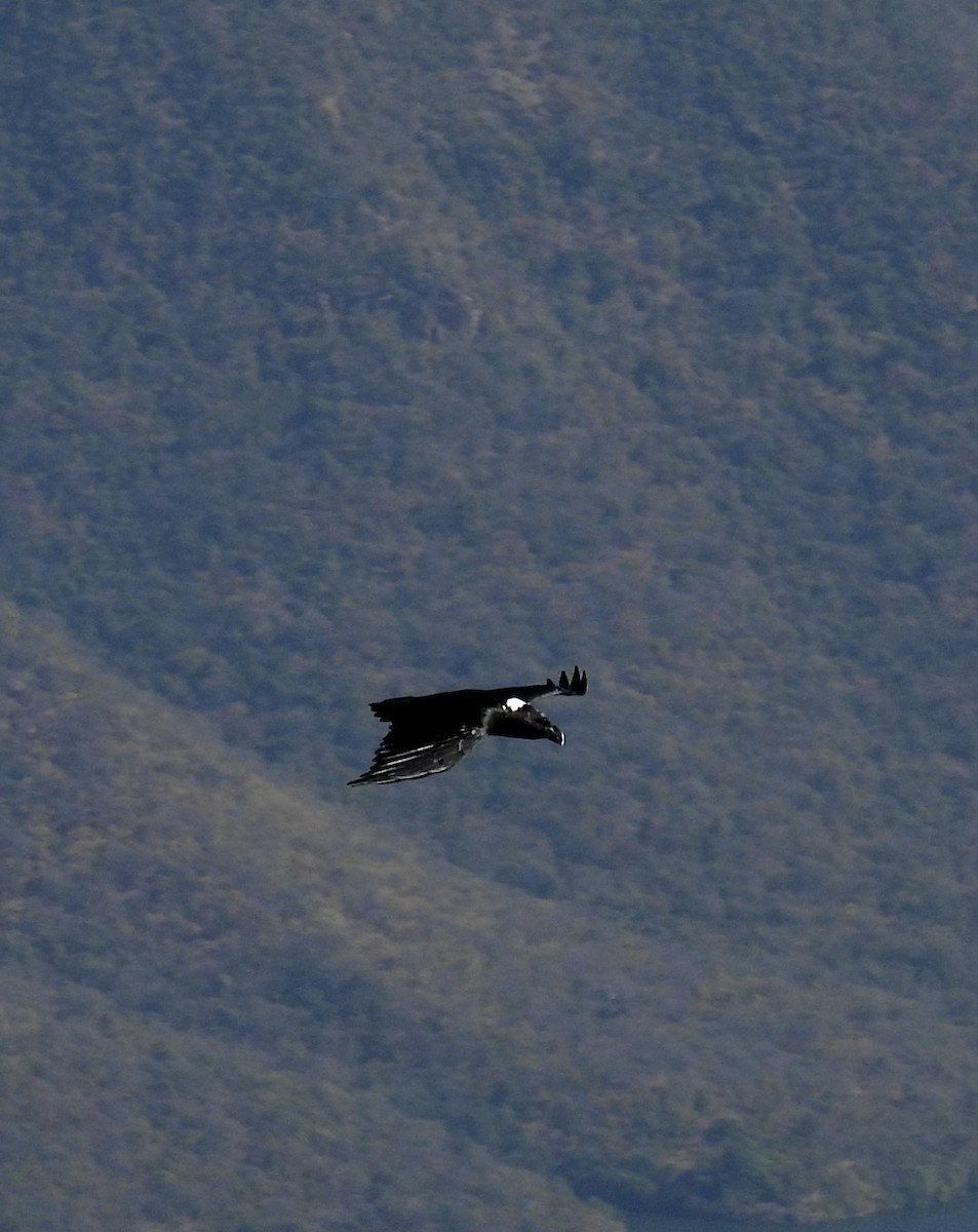 Ak Enseli Karga - ML647071861