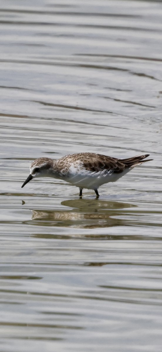 ヨーロッパトウネン - ML647071862