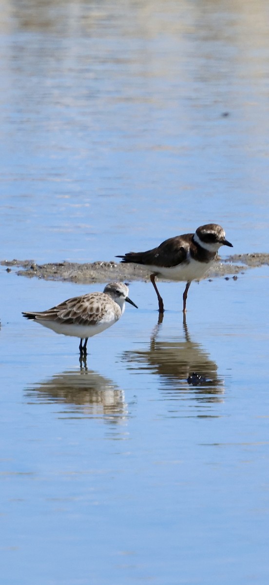 ヨーロッパトウネン - ML647071863