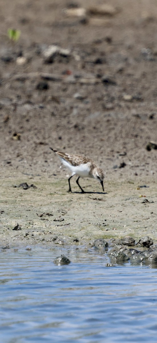 ヨーロッパトウネン - ML647071864