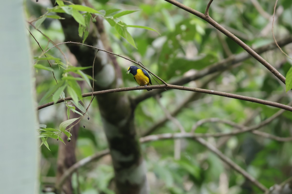 Fulvous-vented Euphonia - ML647071866