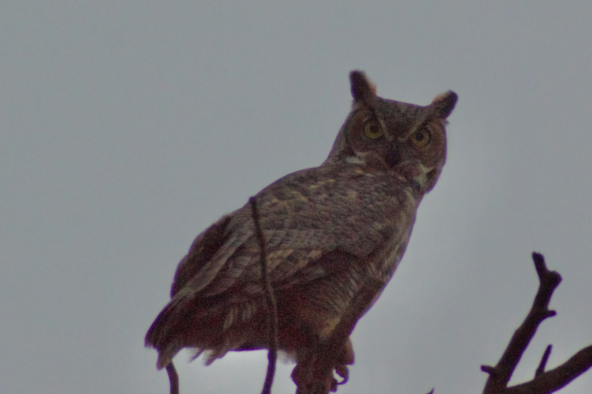 Пугач віргінський - ML647071867