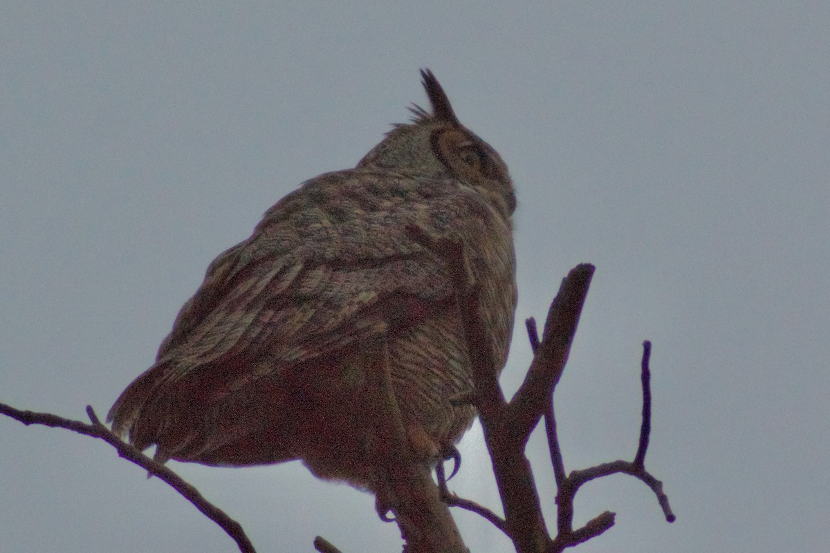 Пугач віргінський - ML647071868