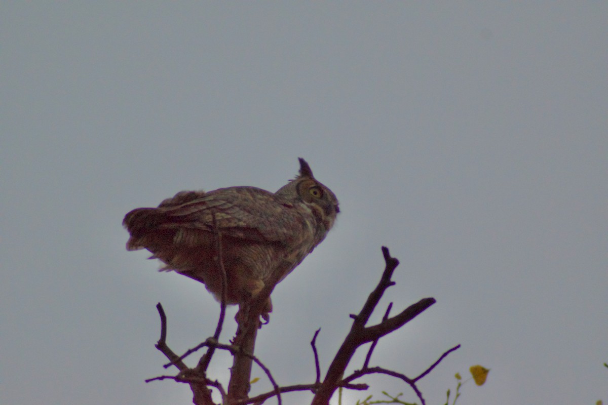 Grand-duc d'Amérique - ML647071870