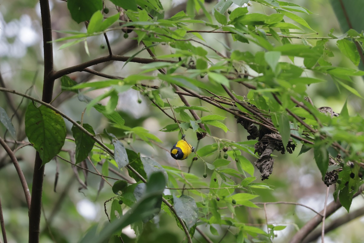 Fulvous-vented Euphonia - ML647071871