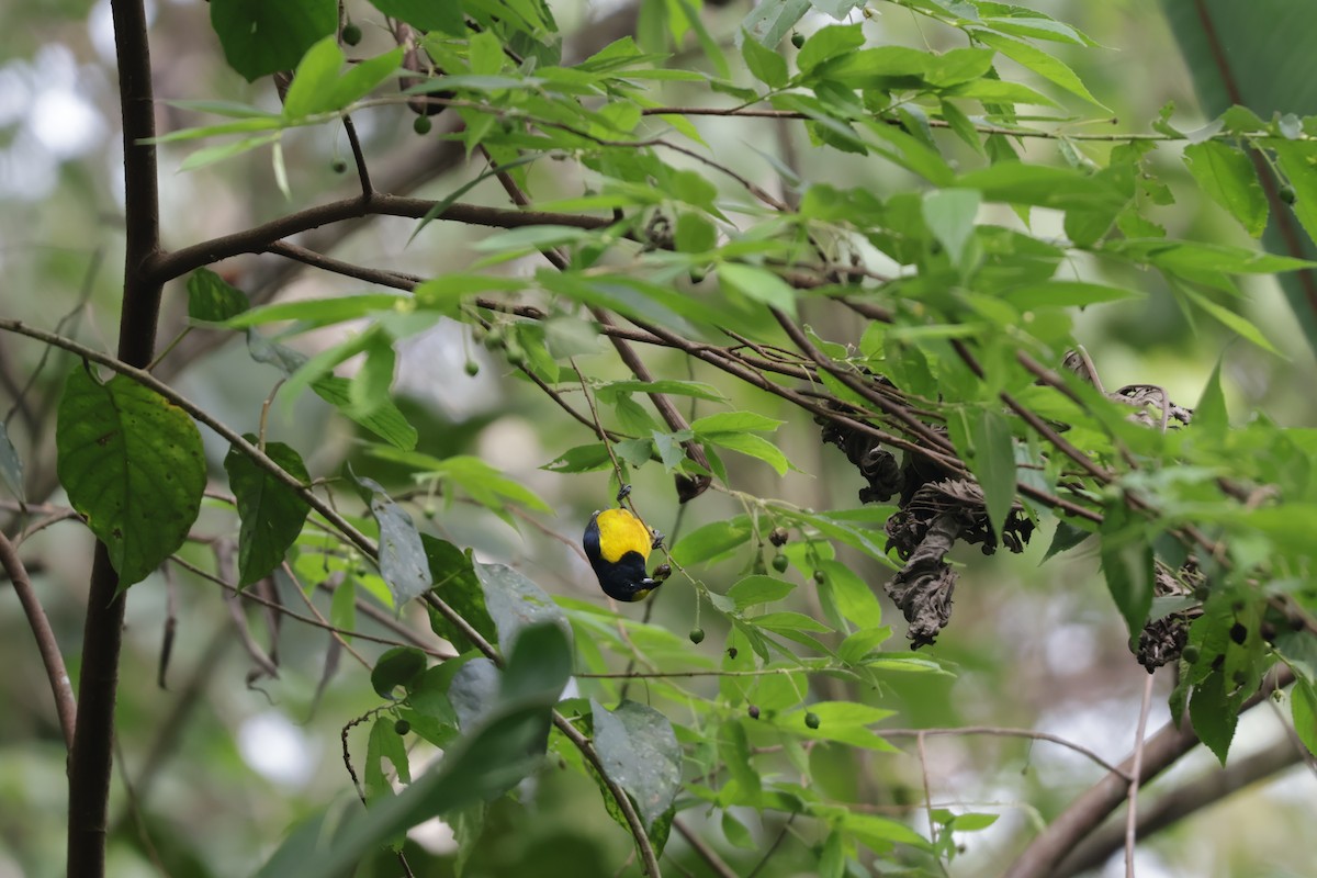 Fulvous-vented Euphonia - ML647071872
