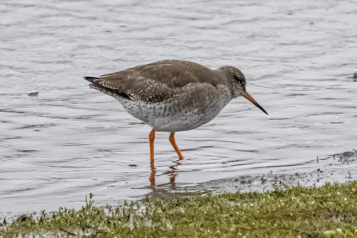 vodouš rudonohý - ML647071874