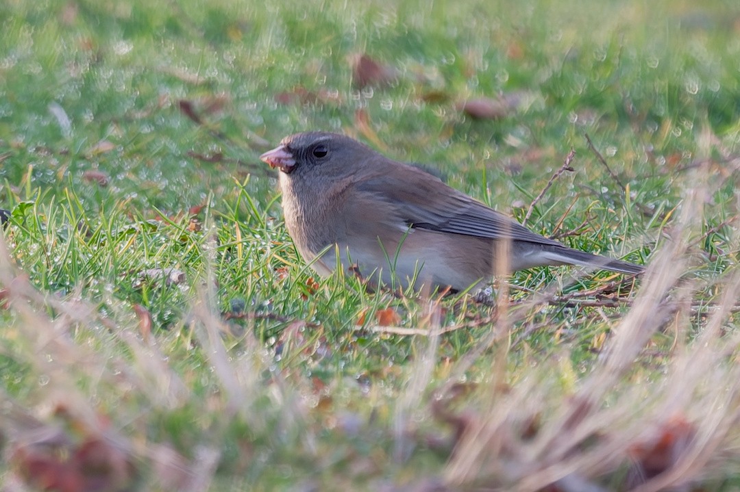 Dark-eyed Junco (Oregon) - ML647071875