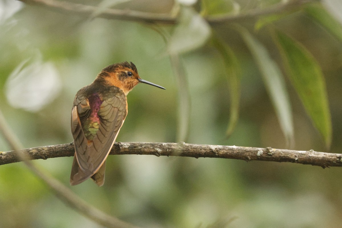 Colibri étincelant - ML647071885