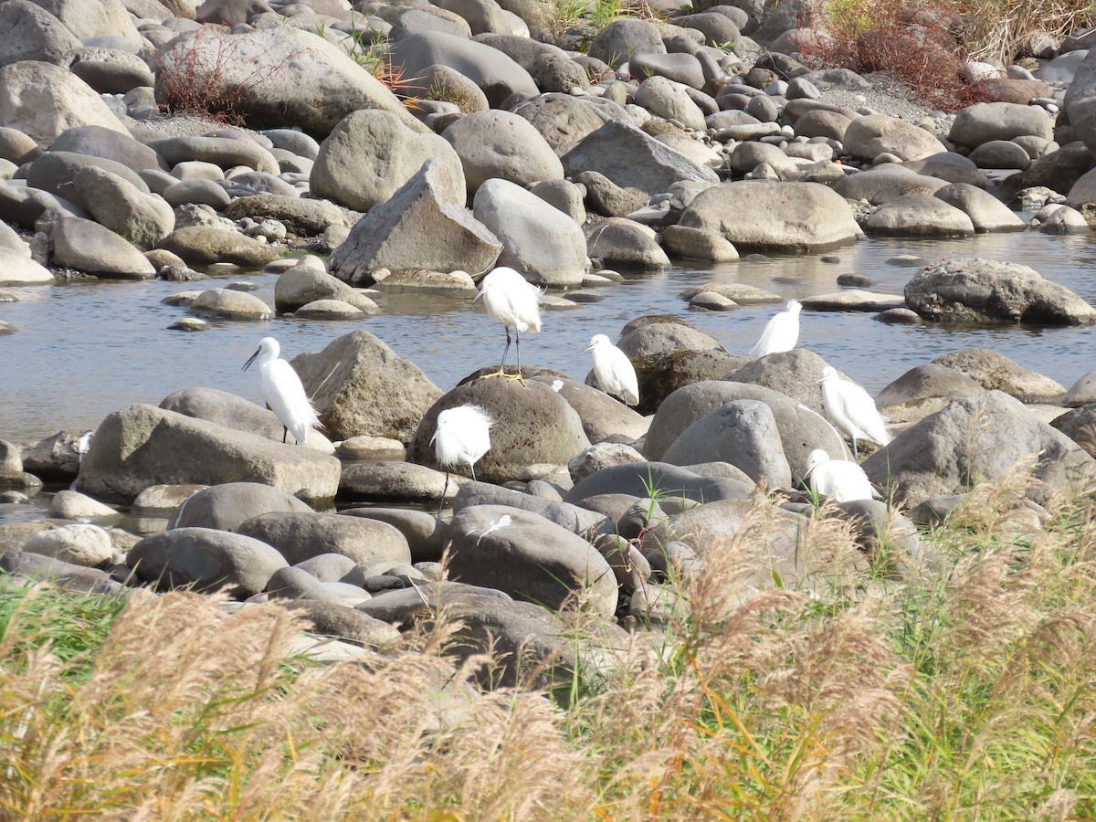 Aigrette garzette - ML647071886