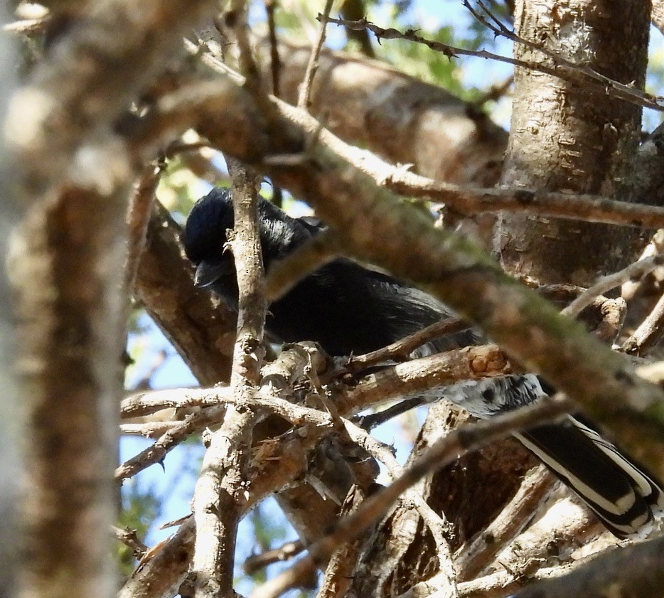 Mésange demi-deuil - ML647071888