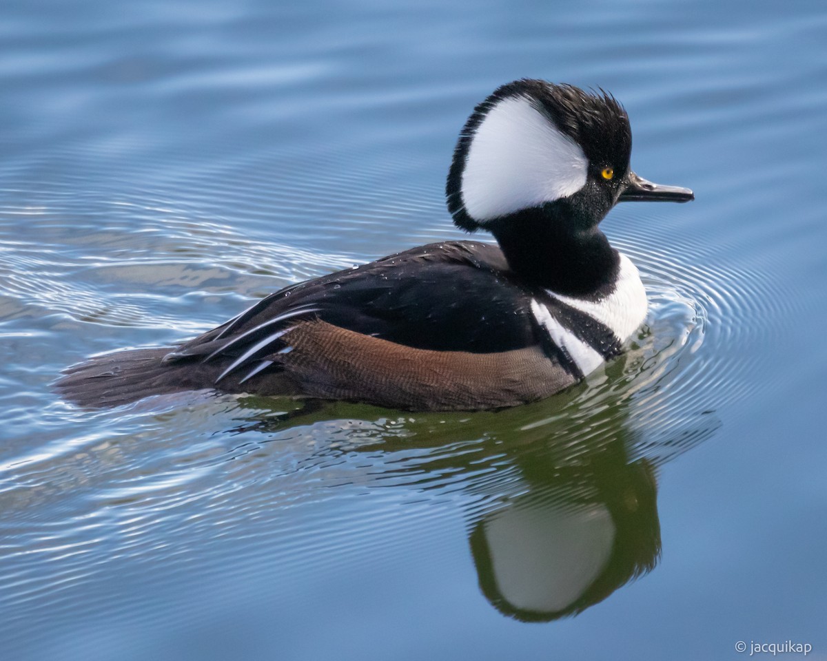 Harle couronné - ML647071889