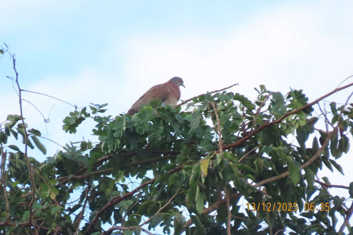 Pigeon rousset - ML647071890