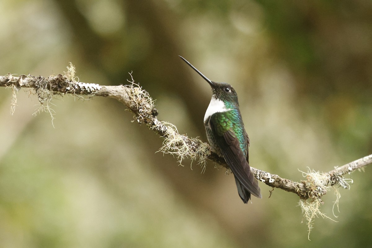 Inca à collier (groupe torquata) - ML647071891
