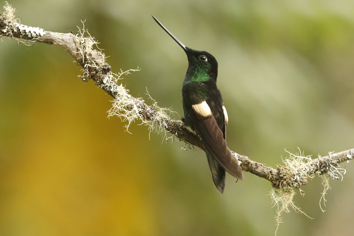 Inca à gemme bleue - ML647071902