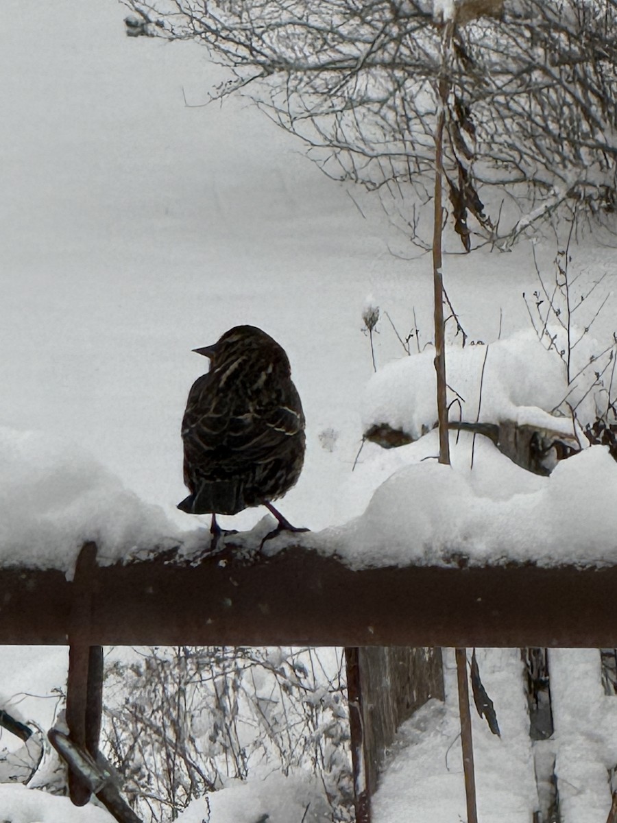 Carouge à épaulettes - ML647071905
