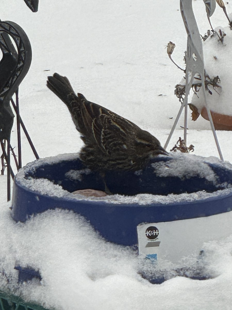 Carouge à épaulettes - ML647071906