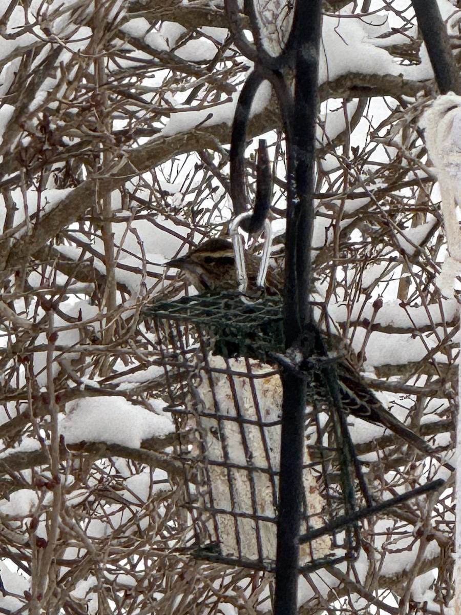 Carouge à épaulettes - ML647071907