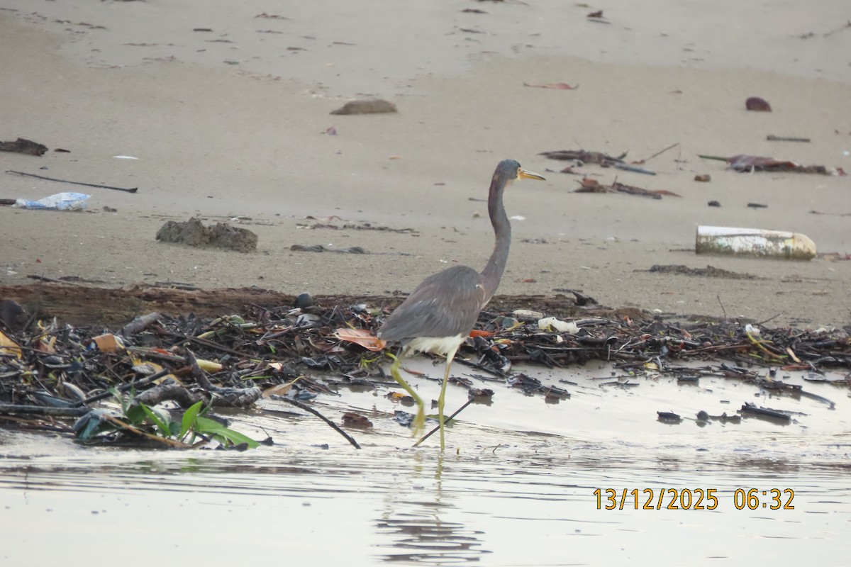Aigrette tricolore - ML647071908