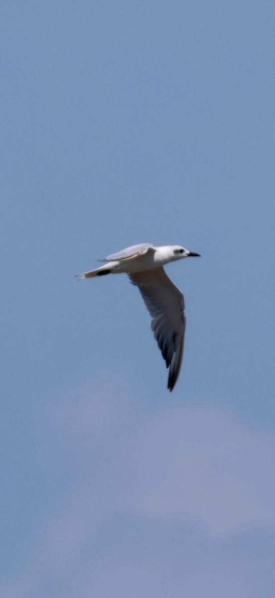 Sterne hansel - ML647071912