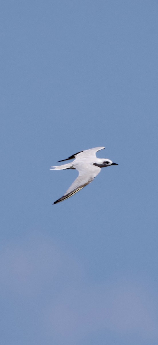 Sterne hansel - ML647071913