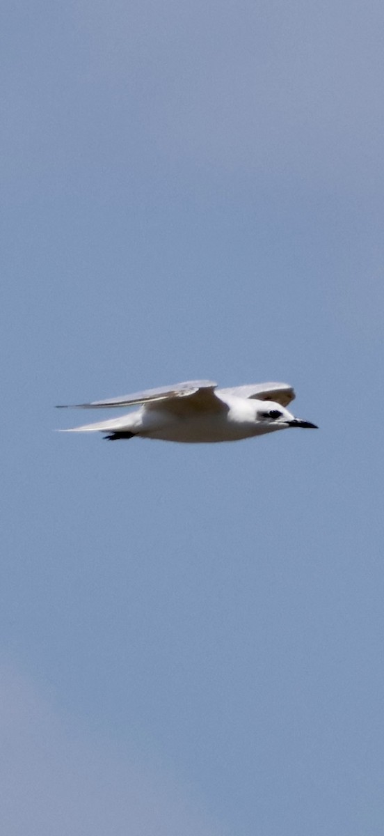 Sterne hansel - ML647071915