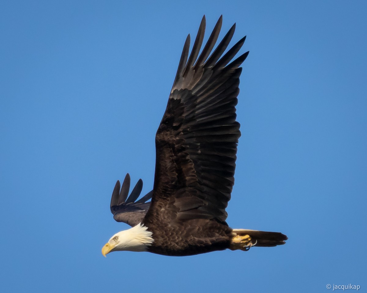 Pygargue à tête blanche - ML647071916