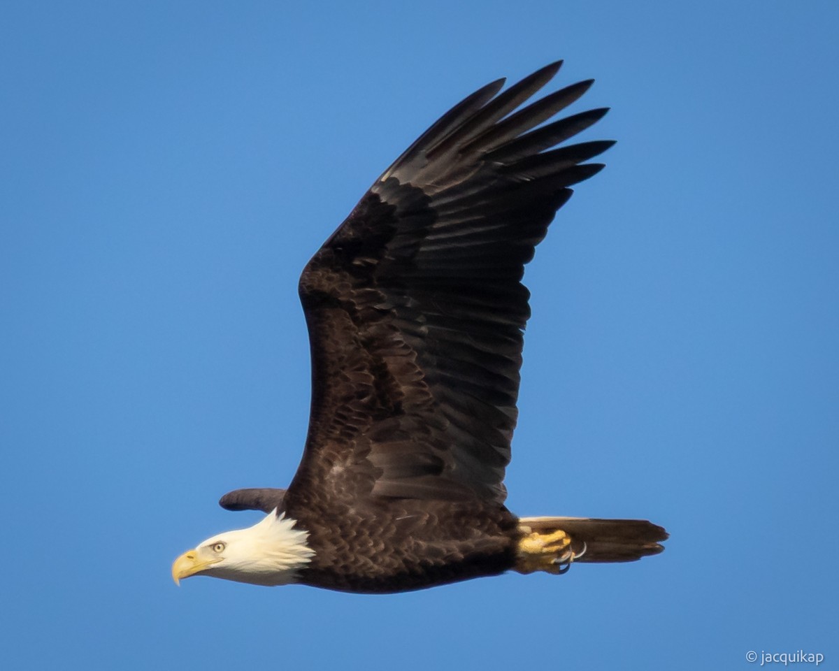 Pygargue à tête blanche - ML647071917