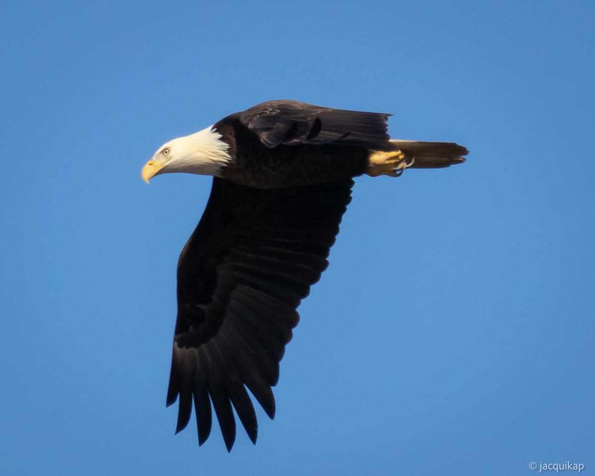 Pygargue à tête blanche - ML647071918