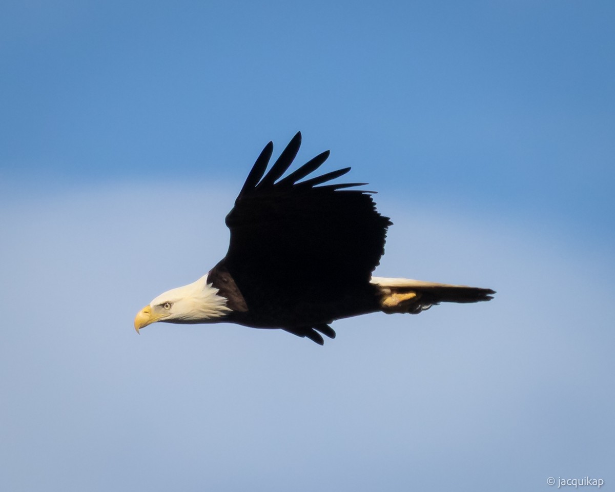 Pygargue à tête blanche - ML647071919