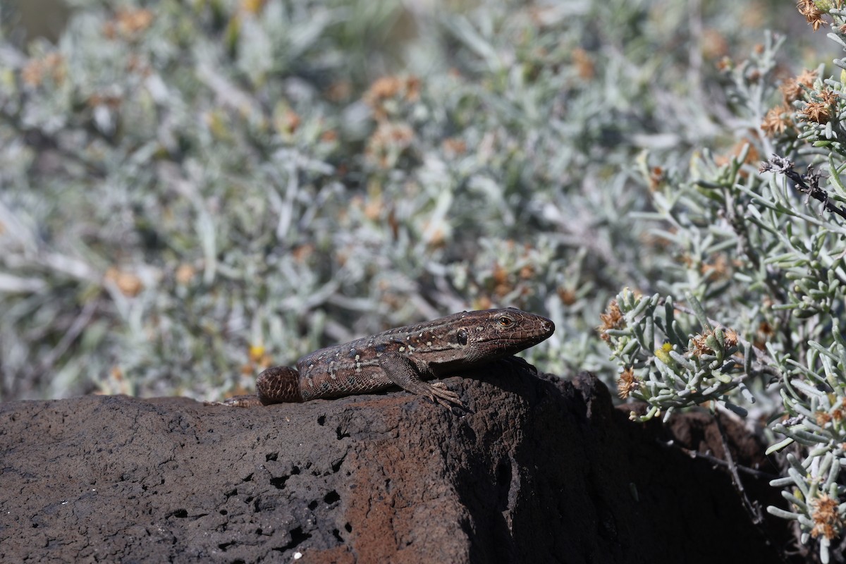 爬行綱 (爬蟲類 爬行類) - ML647071920