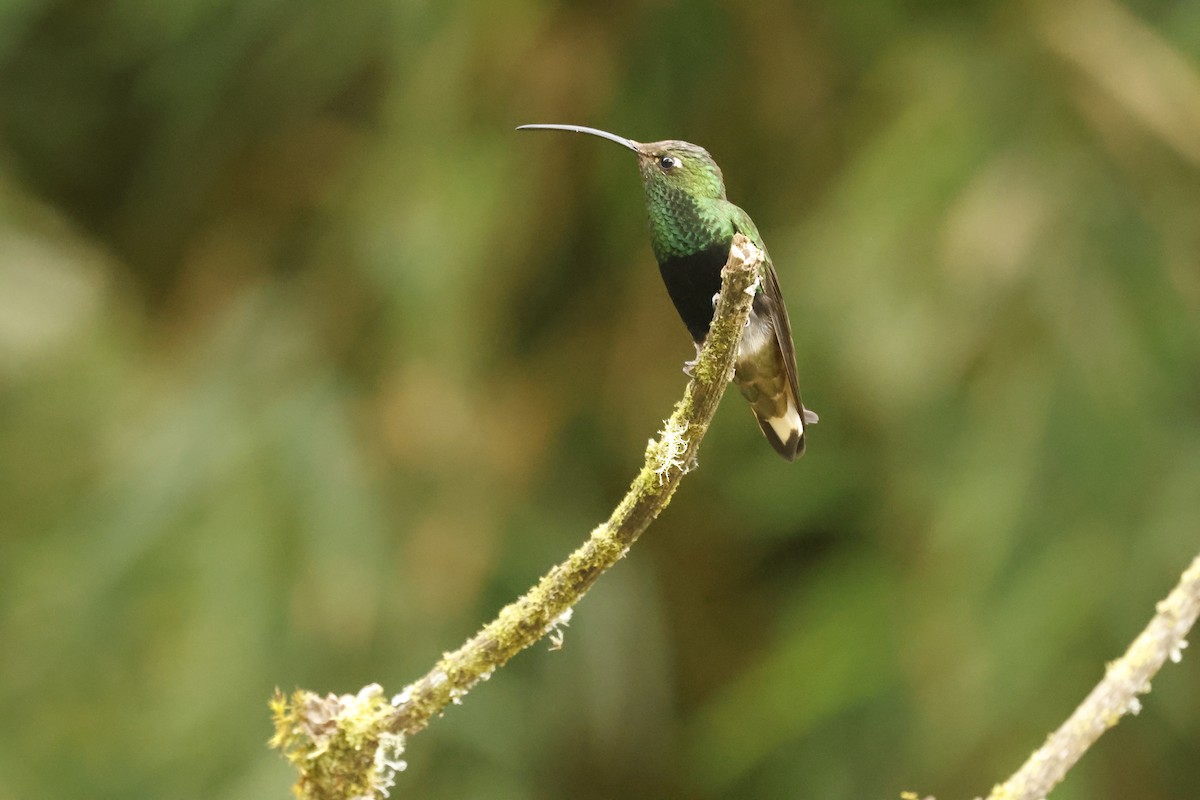 Colibri de Lafresnaye - ML647071921