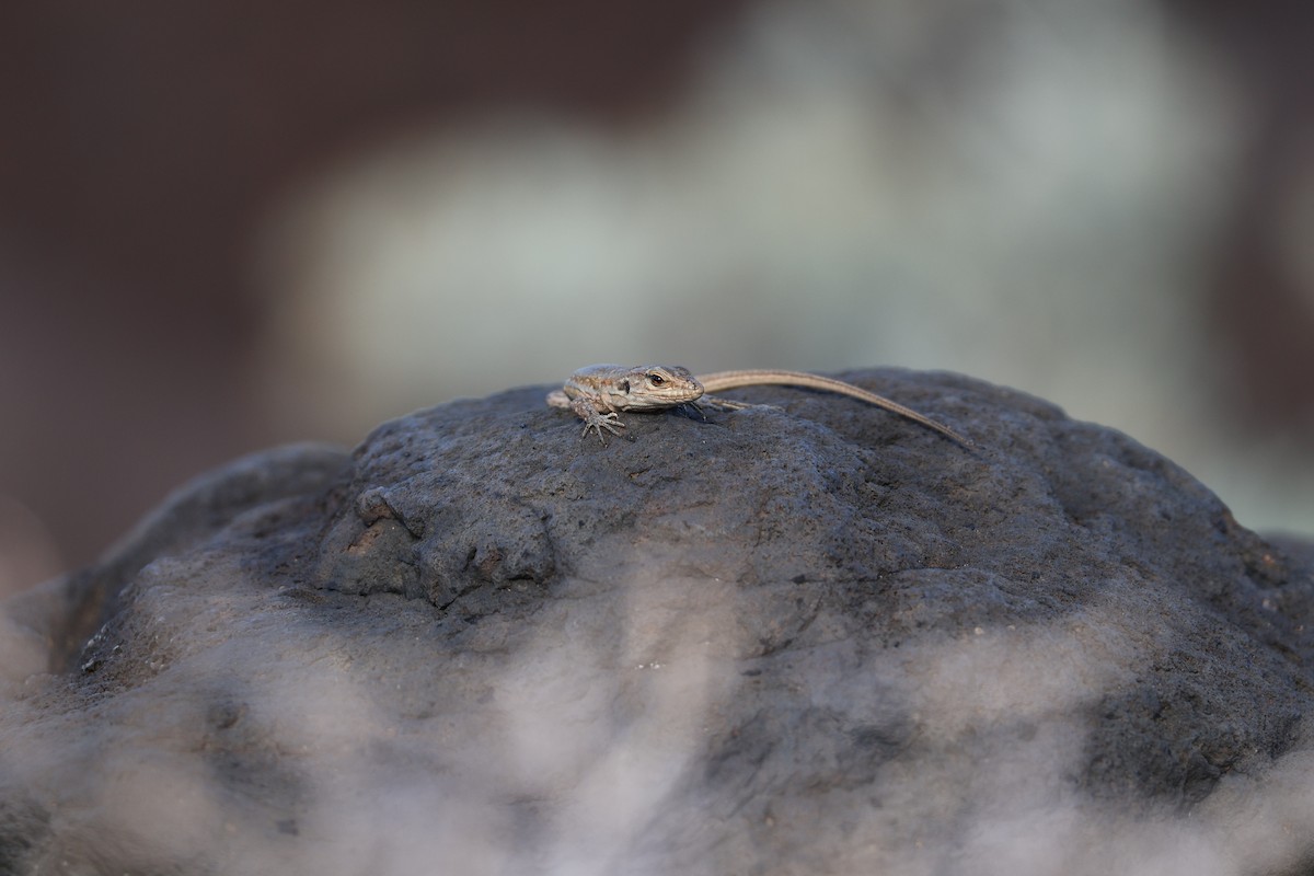 爬行綱 (爬蟲類 爬行類) - ML647071922