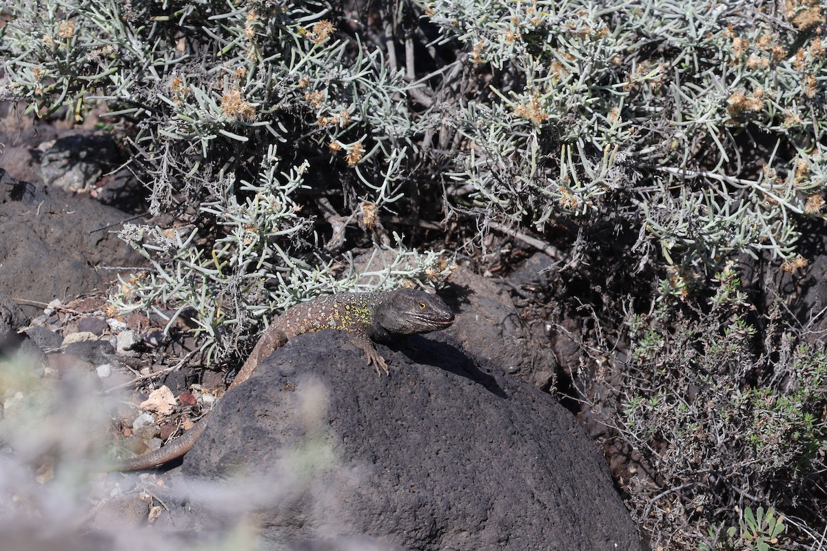 爬行綱 (爬蟲類 爬行類) - ML647071923