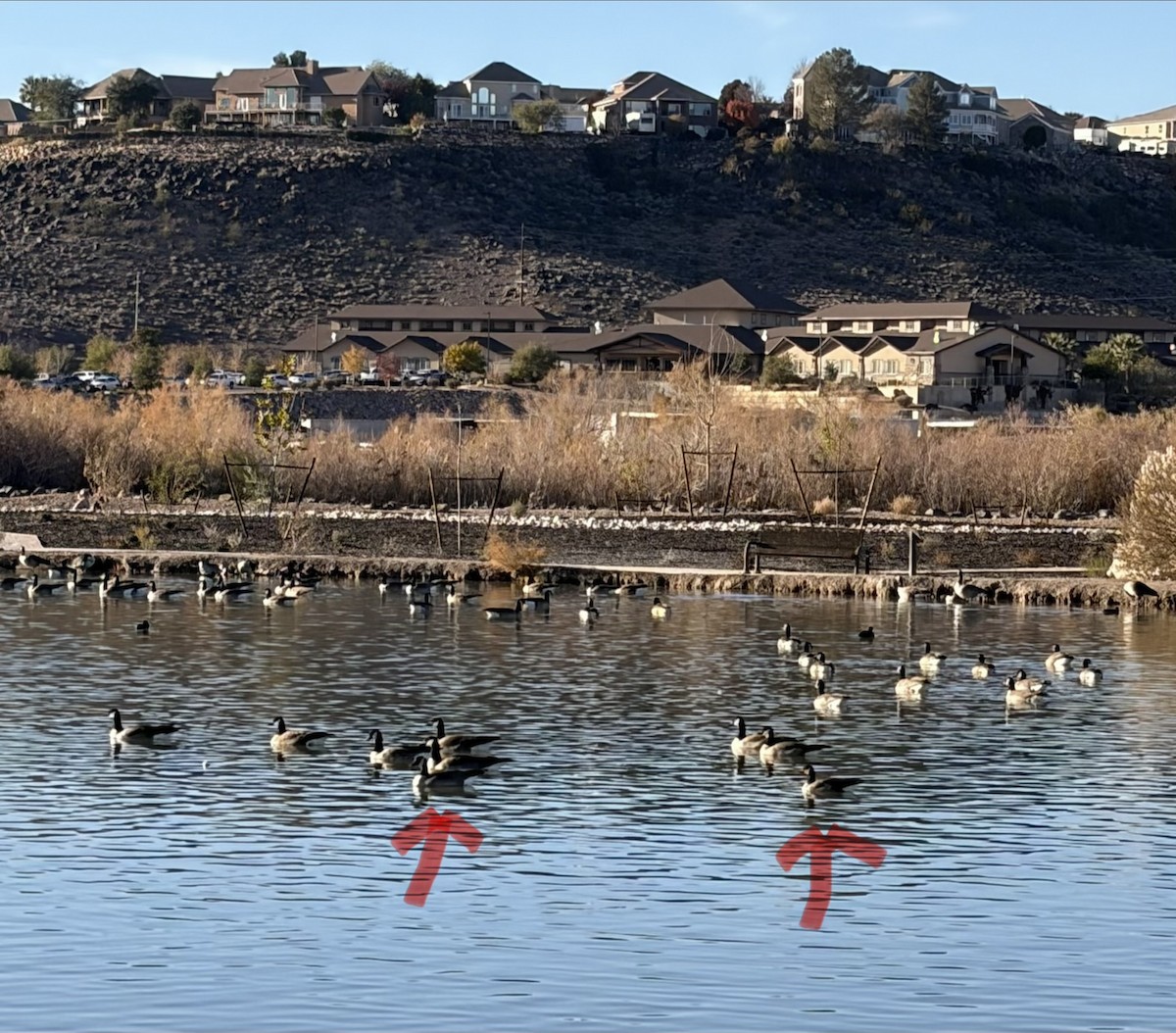 Bernache de Hutchins - ML647071924