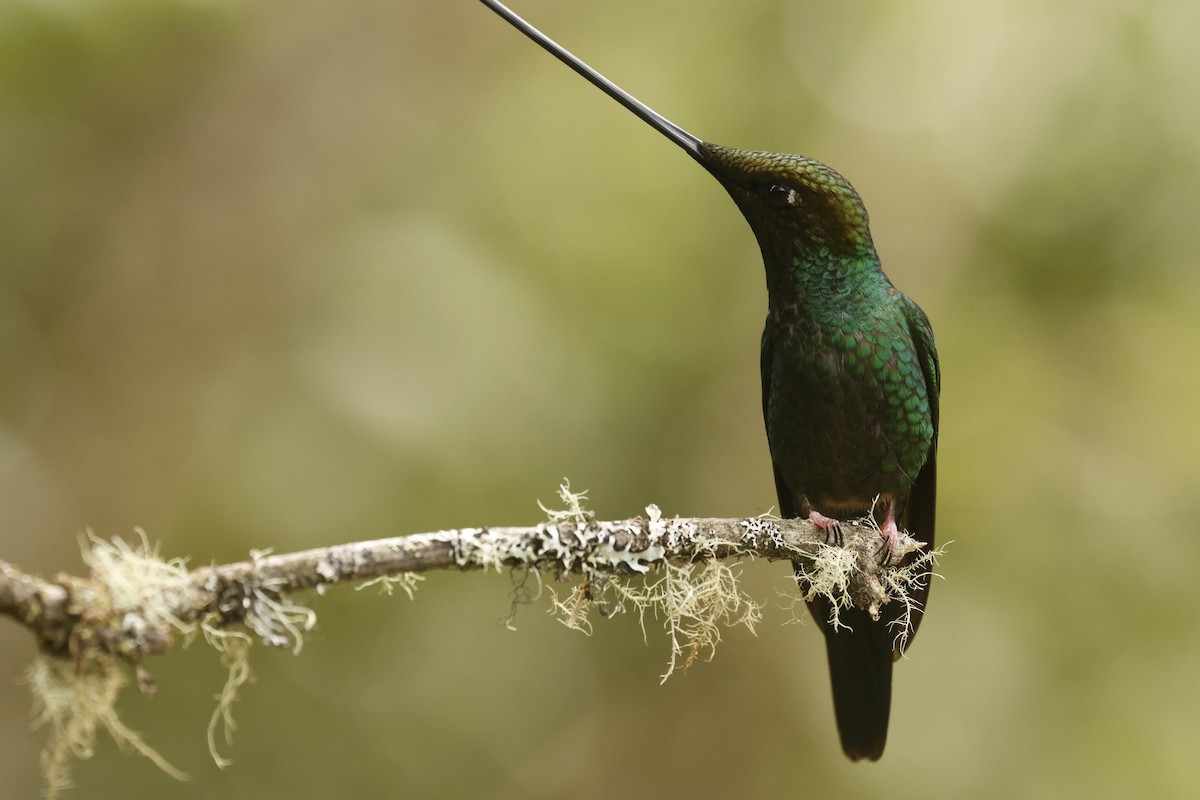 Colibri porte-épée - ML647071925