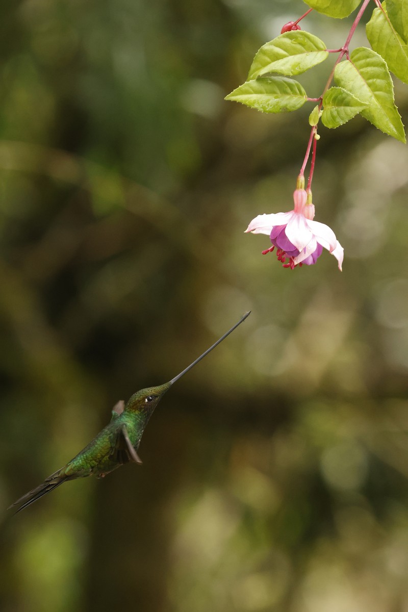 Colibri porte-épée - ML647071926