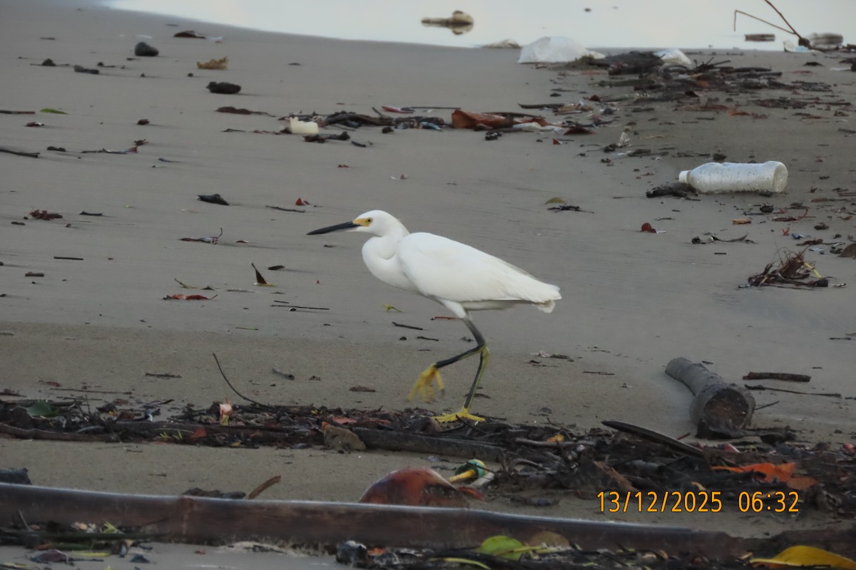 Aigrette neigeuse - ML647071927