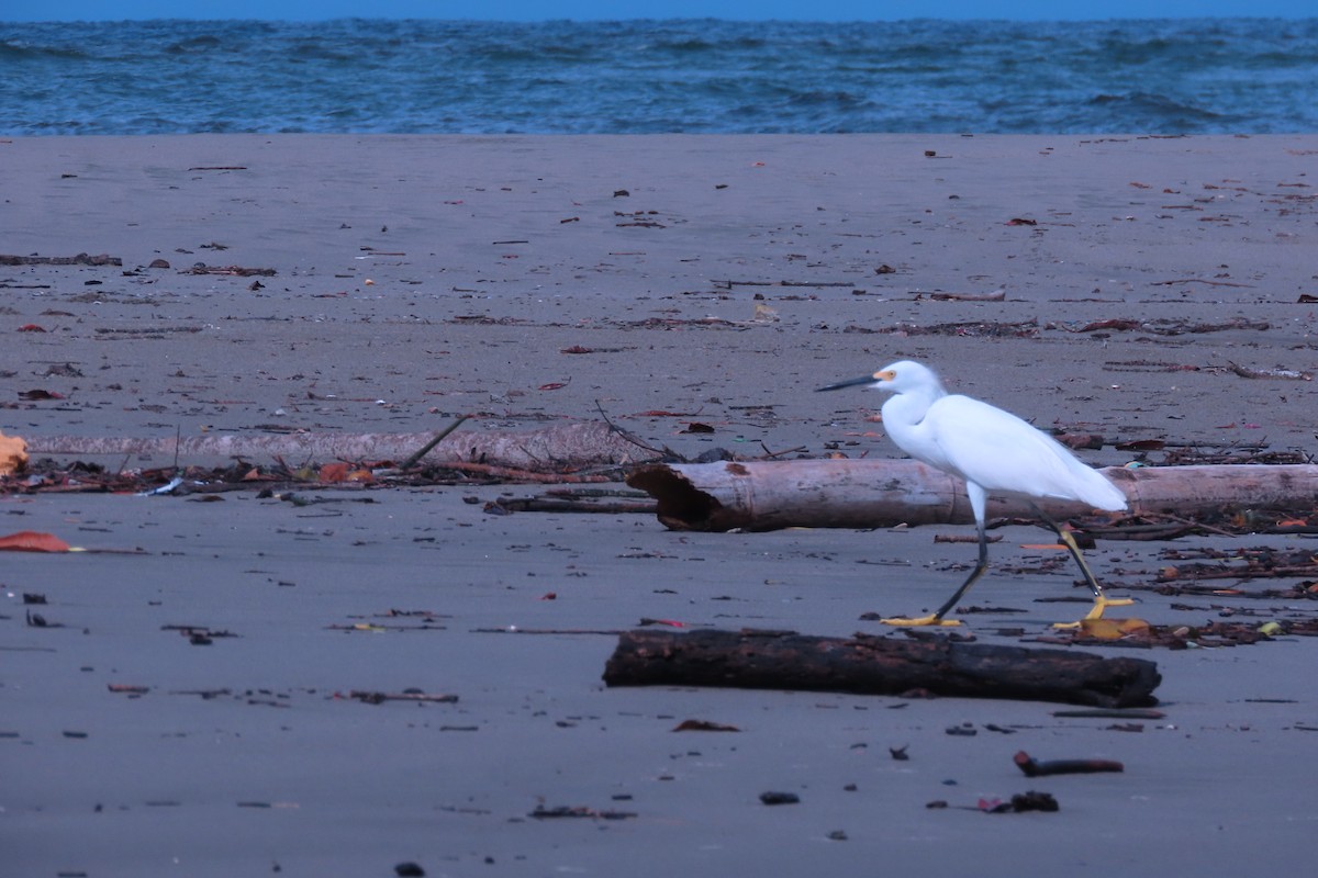 Aigrette neigeuse - ML647071928
